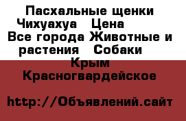 Пасхальные щенки Чихуахуа › Цена ­ 400 - Все города Животные и растения » Собаки   . Крым,Красногвардейское